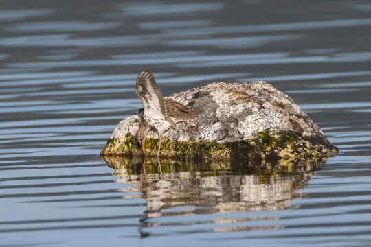 Spotted sandpiper (Actitis macularius) striking at prey with wings raised for balance, Eagle Lake, Lassen County, California.