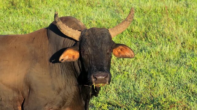 Close up of a powerful zebu bull with large horns chewing grass. The massive bovine stands in a lush green pasture under the sunlight