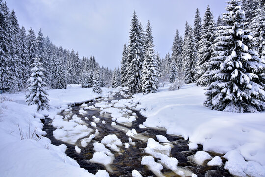 Valley of the Roklansky and Javori streams Sumava winter. Snowy white  landscape with stream and trees.