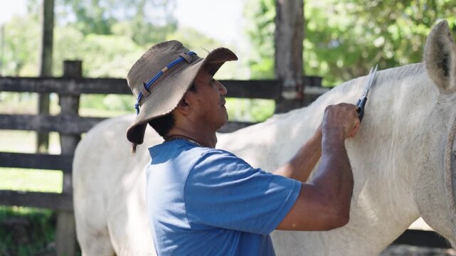 Professional stableman carefully trimming the mane of a white horse. The man is wearing a hat and working outdoors in a ranch corral