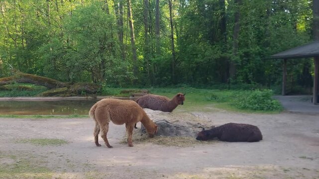 Three alpaca lamas eating hay in a zoo