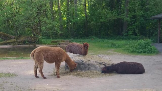 Three alpaca lamas eating hay in a zoo