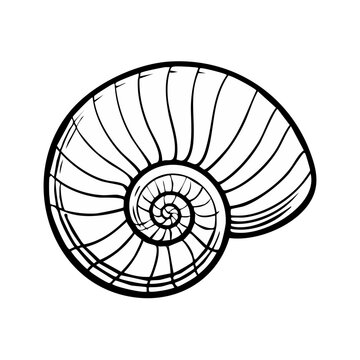 Hand-drawn illustration of a nautilus shell spiral, a symbol of nature and geometry.