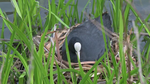 Coot (Fulica atra) sitting on a nest by the edge of a lake, moving to reveal a single egg. Late April, Kent, UK [Slow motion x4]