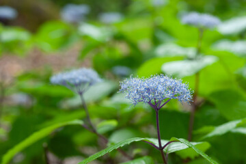 コアジサイの花 © tomiyama
