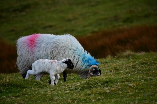 Sheep and lamb in Galtee Mountains