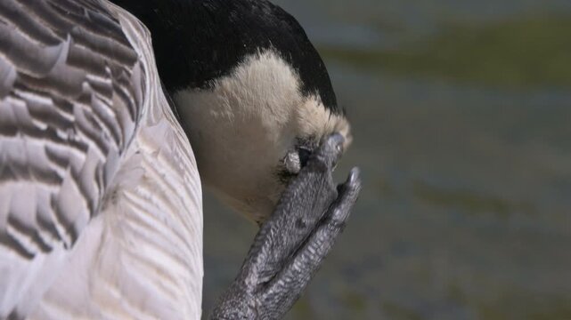 Barnacle Goose (Branta leucopsis) scratching its eye with a foot by the lake in a London park. April, London, UK [Slow motion x4]