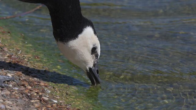 Barnacle Goose (Branta leucopsis) drinking at the edge of a lake in a London park. April, London, UK [Slow motion x4]