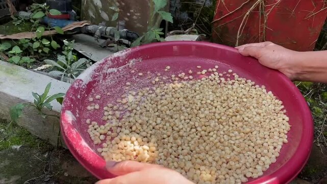 A farmer winnowing white glutinous corn using a traditional tray to separate husks and impurities after harvest.