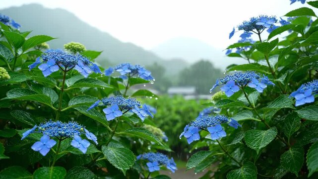 Close-up of blue hydrangea flowers in full bloom, with mountains in the background