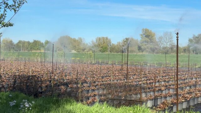 Vineyard irrigation sprays water across rows of dormant grapevines. Mist rises, forming a delicate rainbow against blue sky. Rows stretch far into green field under sunny day. Perfect for agricultural