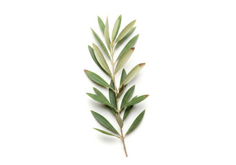 Fototapeta premium Fresh green olive branch with small leaves isolated on white background