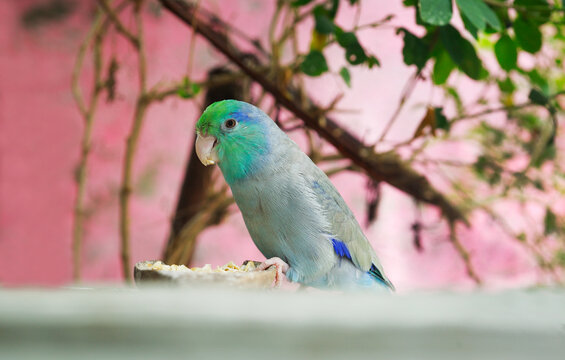 Forpus parrot bird eating oats