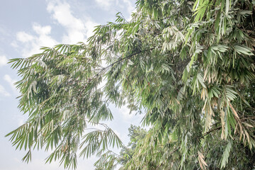 Naklejka premium Bamboo branches hang across soft sky with airy leaves. Green canopy edge offers calm tropical background space. Drooping foliage frames nature wellness design concepts