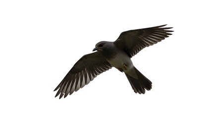 Fototapeta premium A solitary bird in flight against a stark white background, wings spread wide.