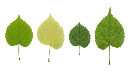 Fototapeta premium Set of variegated heart shaped green and yellow leaves frontal isolated png on a transparent background perfectly cutout high resolution