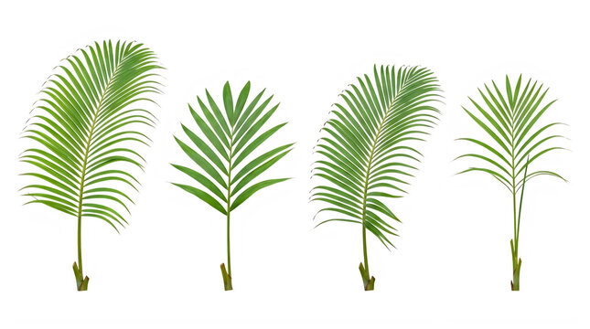 Set of cycas palm fronds and tropical green forest leaves frontal isolated png on a transparent background perfectly cutout high resolution