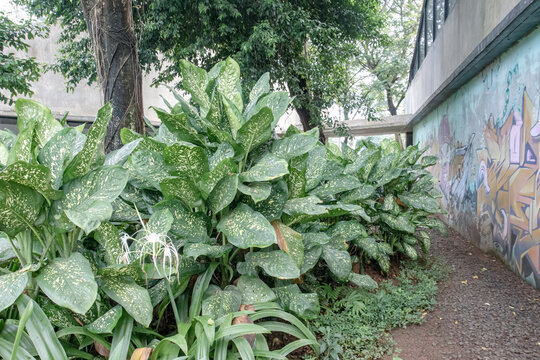 Variegated dieffenbachia beside graffiti walkway. Urban shade planting with glossy speckled foliage. Courtyard greenery softens concrete wall mural