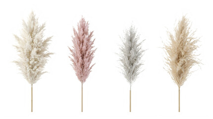 Fototapeta premium Set of fluffy white pampas grass plumes for landscape decoration frontal isolated png on a transparent background perfectly cutout high resolution