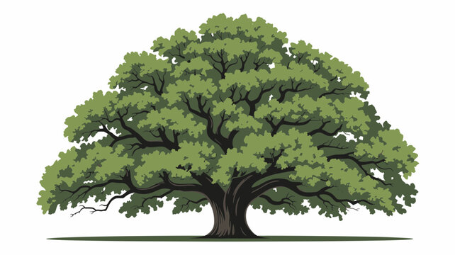 Majestic Live Oak Tree Vector Lush Green Canopy Isolated on White