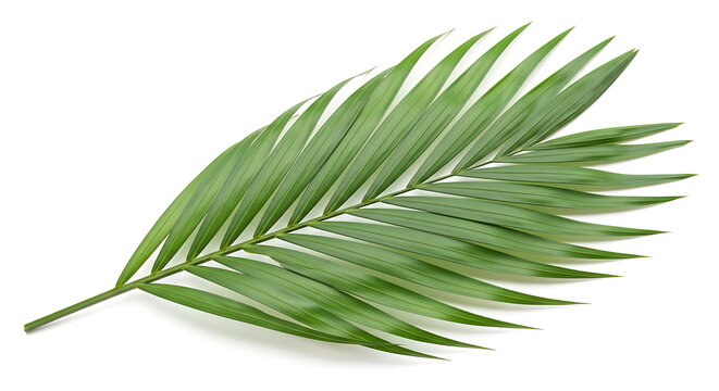 Green palm leaf on a white background, palm frond isolated, leaf tropical leaf