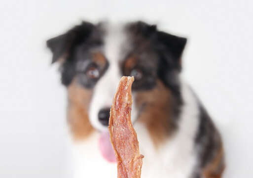 Jerky duck dog treat in front of defocused dog on gray background. Dried dog treat or snack. Single ingredient for allergy reduction. 10 years old, male Australian Shepherd dog. Selective focus.