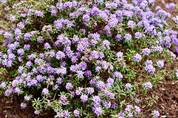 Fototapeta premium Beautiful blooming purple dwarf rhododendron bush in a spring garden
