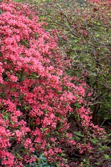 Obraz premium Lush Coral Pink Azalea Flowers Blooming in Spring. 