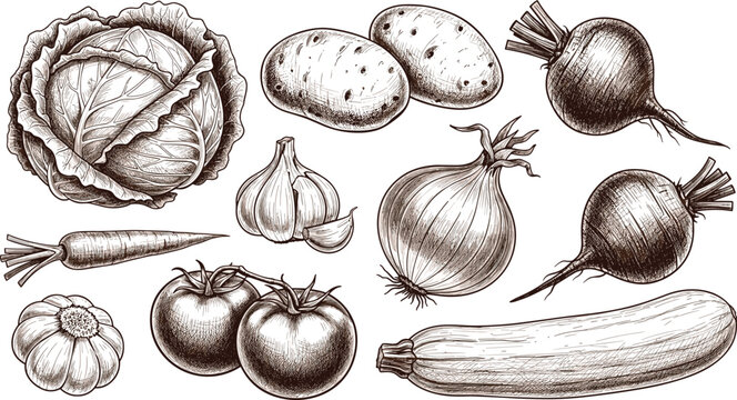 Vegetable vector set. Hand-drawn lettuce, potatoes, tomatoes, carrots, and onions in detailed vintage style. Ideal for food design and botanical illustrations