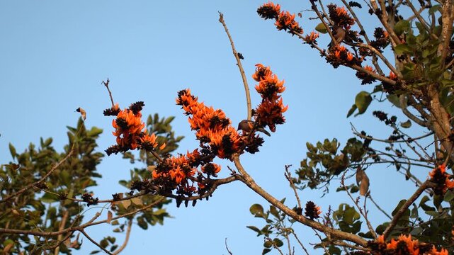 Bird perched on a branch of Butea Monosperma (Palash) tree in full bloom. 