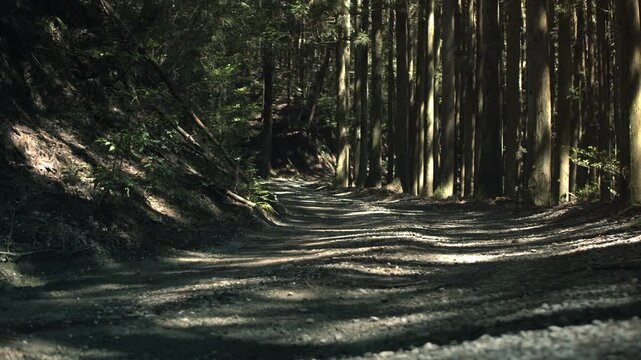 Cinematic forest road with dappled sunlight in Japan
