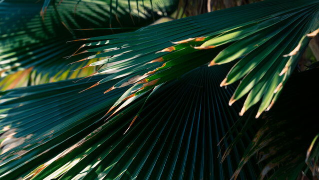 Dark green fan palm leaves, Tropical foliage pattern in deep teal tones with dark background.