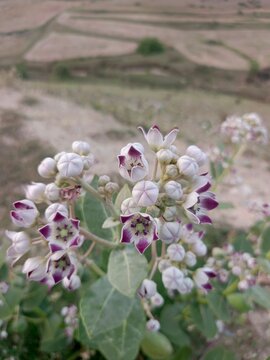 apple of sodom, arid, background, blooming, blossom, botanical, botany, calotropis, calotropis procera, close up, compact shrub, desert flora, exotic, floral, flower, giant milkweed, green
