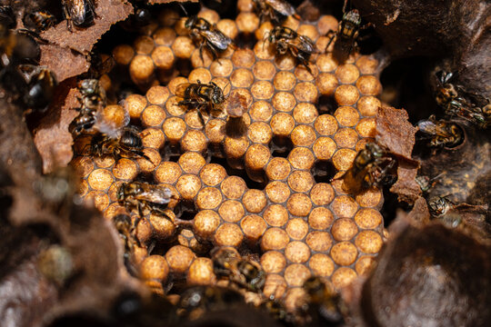 Macro photograph of native stingless bees in the Peruvian Amazon rainforest, pollinators that produce medicinal honey and support biodiversity on World Bee Day.