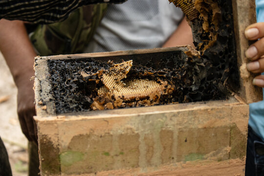 Macro photograph of native stingless bees in the Peruvian Amazon rainforest, pollinators that produce medicinal honey and support biodiversity on World Bee Day.