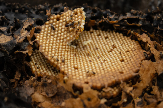Macro photograph of native stingless bees in the Peruvian Amazon rainforest, pollinators that produce medicinal honey and support biodiversity on World Bee Day.