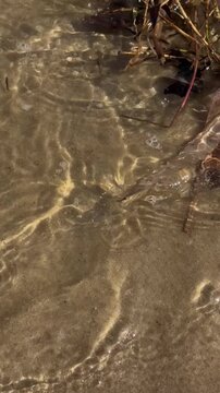 Clear river water surface with sunlight reflections and underwater grass, top view, slow motio