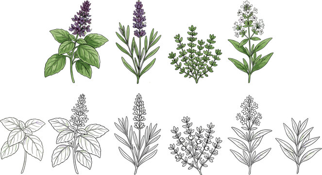 Herbal Plant Illustration Set with Basil, Lavender, Thyme, and Medicinal Herbs in Color and Outline for Botanical, Aromatherapy, and Natural Medicine Design