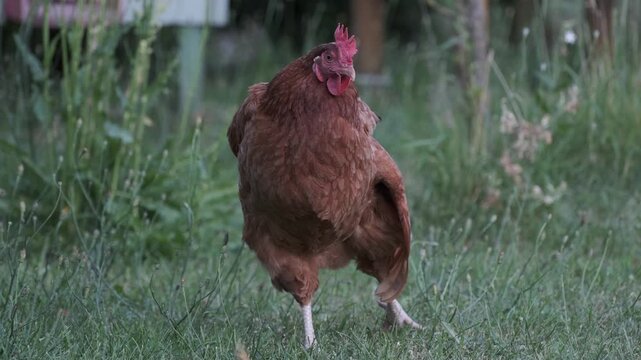 Free-range brown hen chicken stretching wing and leg in farm grass 