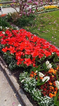 red rose garden