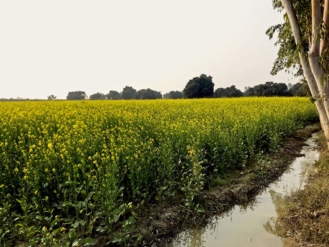A vibrant field of yellow mustard flowers, known locally as sarso in India.&nbsp;