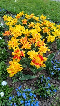 yellow flowers
