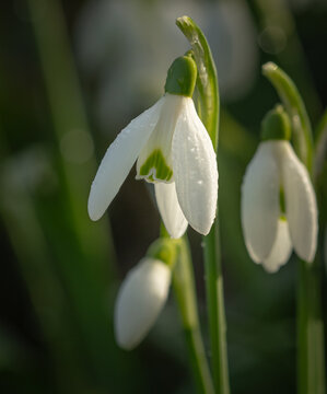 Snowdrops close up