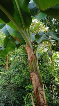 tropical palm tree