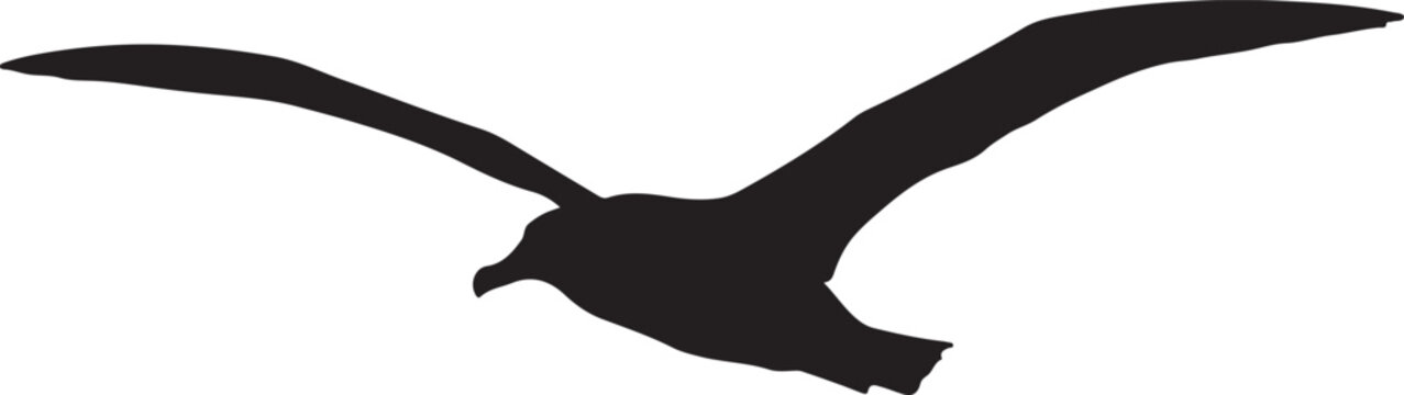 Wandering albatross in skectch art.