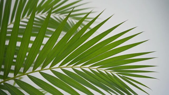 Green palm frond with slender, pointed leaflets against a pale background