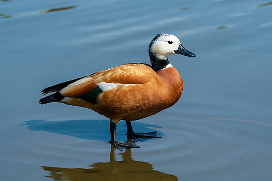 Ruddy Shelduck Standing in Water, Beautiful Waterfowl with Reflection in Blue Lake