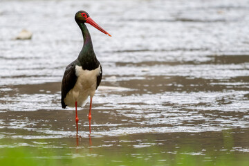 Fototapeta premium Black Stork - Ciconia nigra, beautiful large iconic water bird from European fresh waters, Poland.