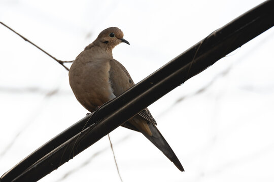 mourning dove perched on black metal fence in soft winter light