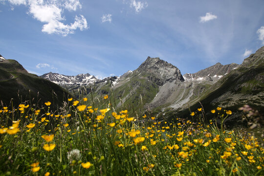 Wiese mit Blumen im Sommer, &Ouml;sterreichische Alpen, Pitztal im Sommer
